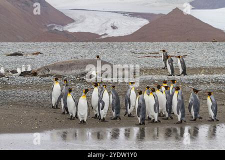 Riesige ausgewachsene männliche Leopardenrobbe (Hydrurga leptonyx), die an den Strand in der Salisbury Plain in der Bay of Isles, Südgeorgien, Polarregionen, geschleppt wurde Stockfoto