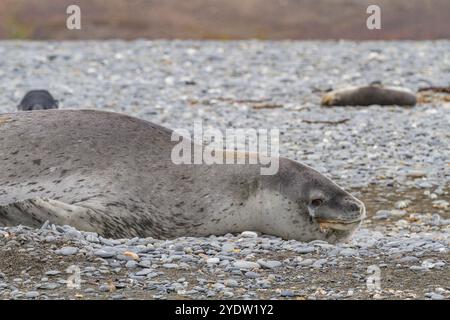 Riesige ausgewachsene männliche Leopardenrobbe (Hydrurga leptonyx), die an den Strand in der Salisbury Plain in der Bay of Isles, Südgeorgien, Polarregionen, geschleppt wurde Stockfoto