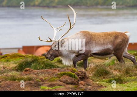 Ein ausgewachsener Bulle führte Rentiere (Rangifer tarandus) ein, bevor er in Stromness Bay, Südgeorgien, Polarregionen, ausgerottet wurde Stockfoto