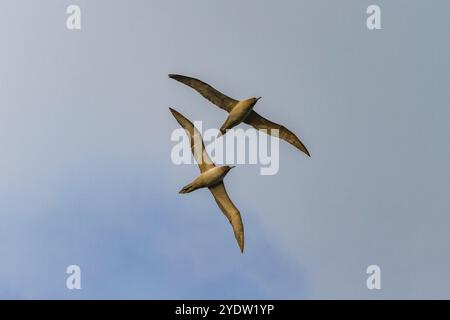 Adulte, lichtmantelte Rußalbatrosse (Phoebetria palpebrata) auf dem Flügel in Elsehul in Südgeorgien, Südmeer, Polarregionen Stockfoto