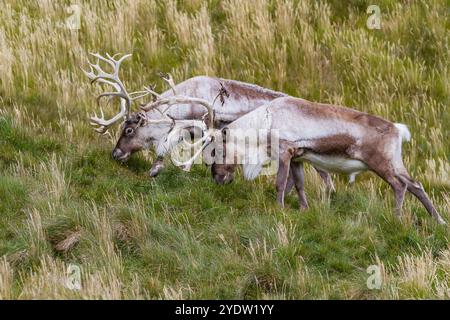 Adulte Bullen führten Rentiere (Rangifer tarandus) ein, bevor sie in Stromness Bay, Südgeorgien, Polarregionen, ausgerottet wurden Stockfoto