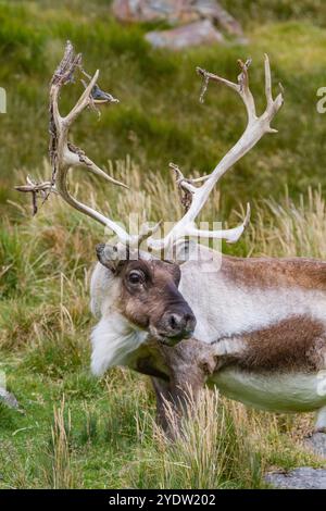 Ein ausgewachsener Bulle führte Rentiere (Rangifer tarandus) ein, bevor er in Stromness Bay, Südgeorgien, Polarregionen, ausgerottet wurde Stockfoto