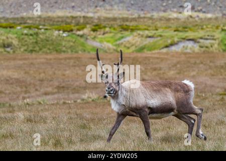 Ein ausgewachsener Bulle führte Rentiere (Rangifer tarandus) ein, bevor er in Stromness Bay, Südgeorgien, Polarregionen, ausgerottet wurde Stockfoto