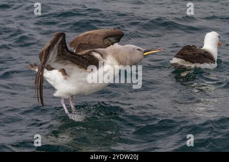 Adulte grauköpfige Albatrosse (Thalassarche chrysostoma) (grauköpfige Mollymawk), Elsehul, Südgeorgien, Polarregionen Stockfoto