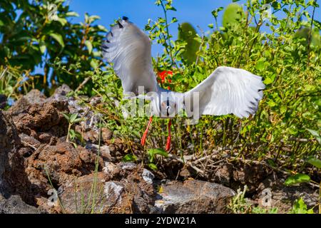 Adulte Schwalbenschwanzmöwe (Creagrus furcatus) im Flug im Galapagos-Inselarchipel, UNESCO-Weltkulturerbe, Ecuador, Südamerika Stockfoto