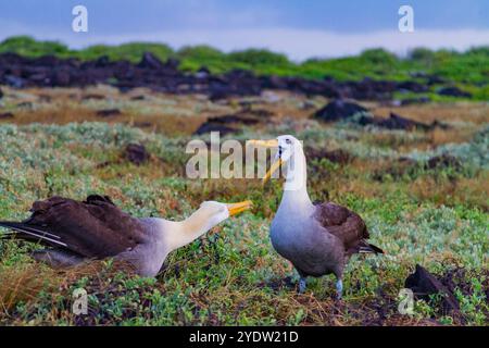 Erwachsene winkten Albatrosse (Diomedea irrorata) in der Zuchtkolonie auf Espanola Island, Galapagos Island Archipel, UNESCO-Weltkulturerbe, Ecuador Stockfoto