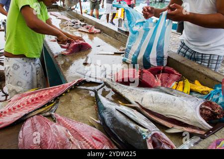 Schauplatz des Fischmarktes in der Hafenstadt Puerto Ayora, Santa Cruz Island, Galapagos Inseln, UNESCO-Weltkulturerbe, Ecuador, Südamerika Stockfoto