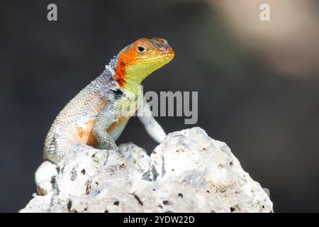 Lavaechse (Microlophus spp.) im Galapagos-Inselarchipel, UNESCO-Weltkulturerbe, Ecuador, Südamerika Stockfoto