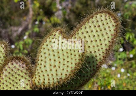 Der endemische Opuntia-Kaktus (Opuntia echios) wächst auf dem Galapagos-Inselarchipel, UNESCO-Weltkulturerbe, Ecuador, Südamerika Stockfoto