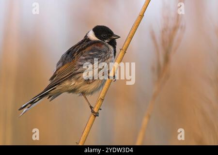 Reed-Flatting, Reed-Spatzen, Spatzen-Familie, (Emberiza schoeniclus), Stehstation Stockfoto