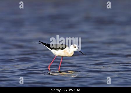 Schwarzflügelstelze (Himantopus himantopus), Familie avocet, Biotope, Habitat, Futtersuche, Kalloni Salinen, Lesbos, Griechenland, Europa Stockfoto