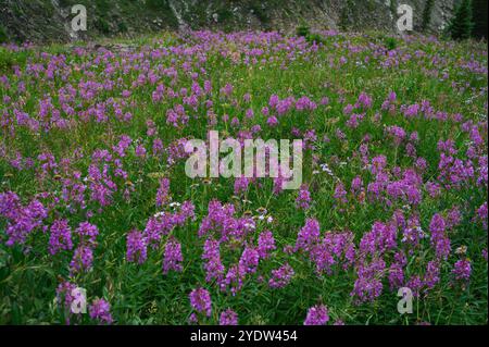 Alpine Wildblumenwiesen mit feuerweed (Chamaenerion angustifolium) entlang des Ptarmigan Cirque Trail im Sommer, Kananaskis Country, Alberta, Kanada Stockfoto