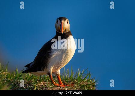 Ein Atlantischer Puffin (Fratercula arctica), in Borgarfjaroarhofn, Island, Polarregionen Stockfoto