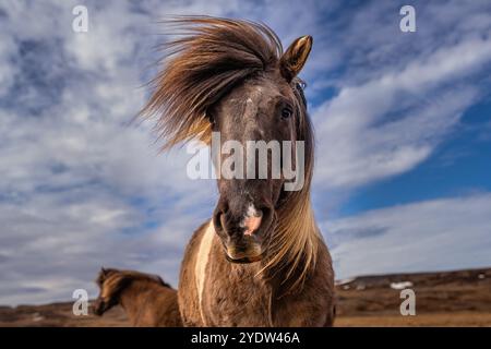 Ein isländisches Pferd (Equus ferus caballus) mit Blick auf die Kamera, Island, Polarregionen Stockfoto