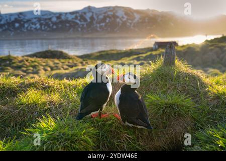 Ein Paar Atlantische Puffins (Fratercula arctica) auf einem Hügel in Borgarfjaroarhofn, Island, Polarregionen Stockfoto