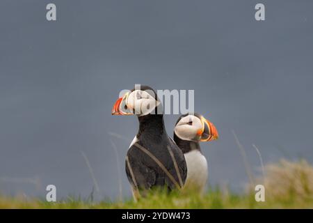 Ein Paar Atlantische Puffins (Fratercula arctica), an einer Klippe auf den Westman Islands, Island, Polarregionen Stockfoto