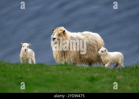 Ein isländisches Schaf (Ovis aries), mit seinen Lämmern auf einer Klippe auf den Westman-Inseln, Island, Polarregionen Stockfoto