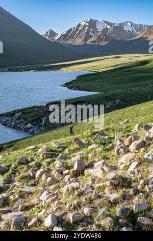 Kol-Ukok Bergsee bei Sonnenaufgang umgeben von grünen Bergen unter blauem Himmel, Kirgisistan, Zentralasien, Asien Stockfoto