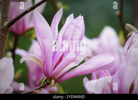 Nahaufnahme einer einzelnen blühenden Magnolienblume im Frühjahr Stockfoto