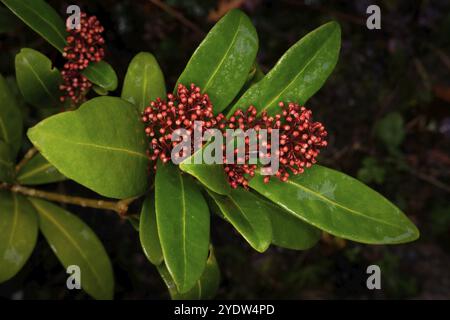 Knospen einer Skimmia japonica (Rutaceae) Stockfoto