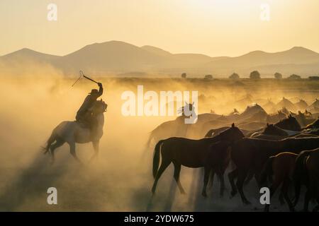 Cowboy auf Pferd mit Peitsche, die wilde und halbwilde Yilki-Pferde bei Sonnenuntergang hütet, Hacilar, Kayseri, Kappadokien, Türkei Stockfoto