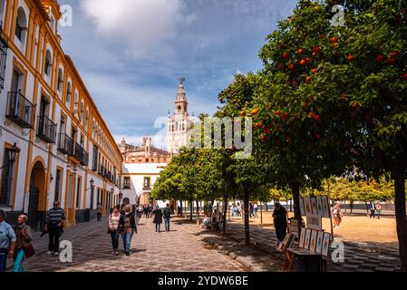 Orangenbäume in einem Park im Patio de Banderas. Mit dem Dom von Sevilla, Andalusien, Spanien, Europa Stockfoto