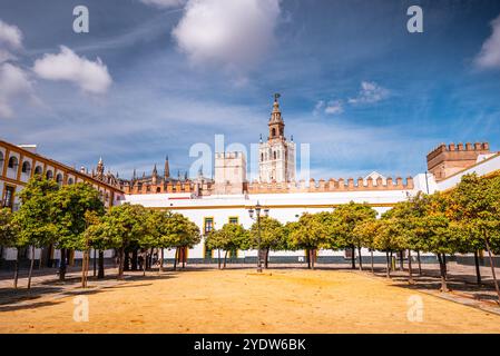 Orangenbäume in einem Park mit dem Dom von Sevilla, Andalusien, Spanien, Europa Stockfoto