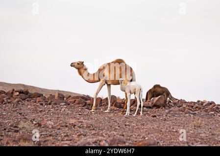 Weibliches Kamel und Kalb, Dana Biosphärenreservat, Jordanien, Naher Osten Stockfoto