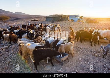 Ziegenherde versammelte sich vor einem Beduinenlager in der Nähe von Wadi Dana und Araba Valley, Dana Biosphärenreservat, Jordanien, Naher Osten Stockfoto