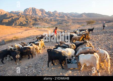 Ziegenherde versammelte sich vor einem Beduinenlager in der Nähe von Wadi Dana und Araba Valley, Dana Biosphärenreservat, Jordanien, Naher Osten Stockfoto