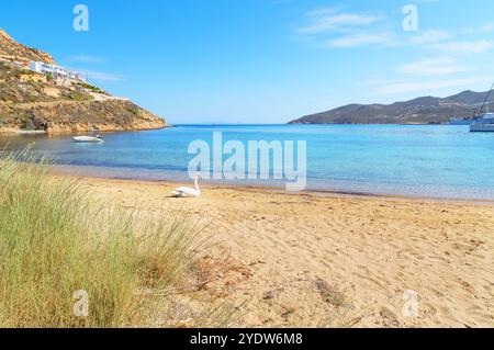 Stummer Schwan, der sich am Livadi Beach, Serifos Island, Kykladen, griechische Inseln, Griechenland, Europa Stockfoto