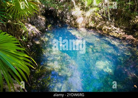 Blick hinunter in die Los Peces Süßwasserhöhle in der Nähe von Playa Giron, Provinz Matanzas, Kuba, Westindien, Karibik, Zentralamerika Stockfoto