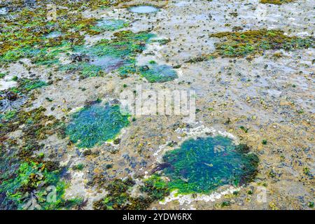170 Millionen Jahre alte Fußabdrücke großer, pflanzenfressender Sauropoden-Dinosaurier unter Duntulm Castle, Duntulm, Skye, Innere Hebriden, Schottland Stockfoto
