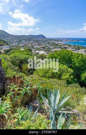 Blick auf die tropische Flora in den botanischen Gärten Giardini la Mortella und Forio im Hintergrund, Forio, Insel Ischia, Kampanien, Italien, Europa Stockfoto