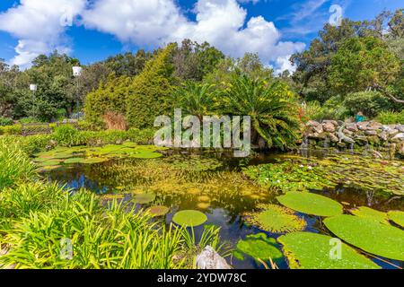 Blick auf Seerosen im Teich und tropische Flora in den Botanischen Gärten Giardini la Mortella, Forio, Insel Ischia, Kampanien, Italien, Europa Stockfoto