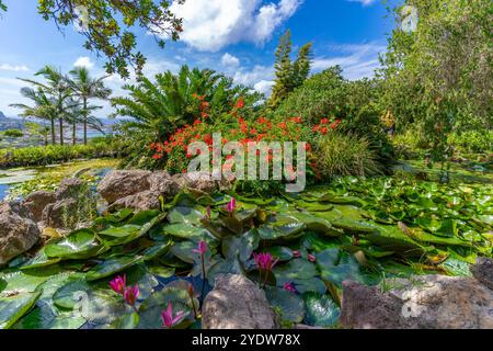 Blick auf die tropische Flora in den botanischen Gärten Giardini la Mortella, Forio, Insel Ischia, Kampanien, Italien, Europa Stockfoto