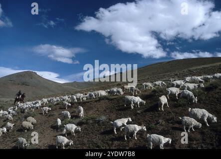 Tiere, die in Patagonien weiden, Argentinien Stockfoto