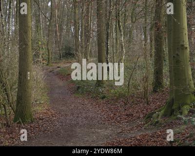 Ein schmaler Pfad im Wald, gesäumt von hohen Bäumen und bedeckt mit Herbstlaub, Reken, münsterland, deutschland Stockfoto