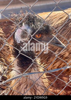 Erldunda, Australien. August 2024. Eine wwu ist im Northern Territory in Australien zu sehen. Die flugunfähige Vogelart ist in Australien endemisch und gehört zur Gruppe der Laufvögel. Die ewu kann eine Körpergröße von bis zu 1,90 Metern erreichen. Vermerk: Carola Frentzen/dpa/Alamy Live News Stockfoto