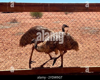 Erldunda, Australien. August 2024. Zwei Emus sind im Northern Territory in Australien zu sehen. Die flugunfähige Vogelart ist in Australien endemisch und gehört zur Gruppe der Laufvögel. Die ewu kann eine Körpergröße von bis zu 1,90 Metern erreichen. Vermerk: Carola Frentzen/dpa/Alamy Live News Stockfoto