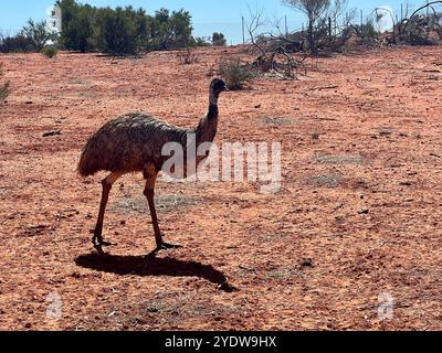 Erldunda, Australien. August 2024. Eine wwu ist im Northern Territory in Australien zu sehen. Die flugunfähige Vogelart ist in Australien endemisch und gehört zur Gruppe der Laufvögel. Die ewu kann eine Körpergröße von bis zu 1,90 Metern erreichen. Vermerk: Carola Frentzen/dpa/Alamy Live News Stockfoto