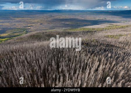 Luftlinie von toten Lodgepole-Kiefern, die vom Bergkieferkäfer im letzten Jahrzehnt westlich von Prince George, British Columbia, getötet wurden. Stockfoto