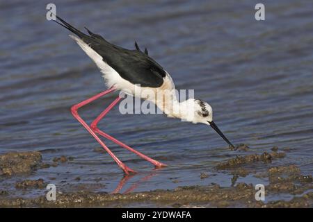 Schwarzflügelstelze (Himantopus himantopus), Familie avocet, Biotope, Habitat, Futtersuche, Kalloni Salinen, Lesbos, Griechenland, Europa Stockfoto