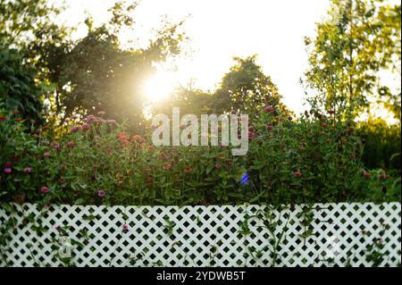 Sonnenuntergang über grün, rosa, orange, Zinnienblütenfeld, weißes fenc Stockfoto