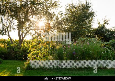 Bunte Sonnenblumen und Zinnienblüten im Garten im Garten Stockfoto