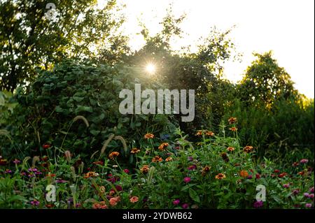 Sonnenuntergang über grünen Bohnen im Garten mit farbenfrohem Zinnienblumenfeld Stockfoto