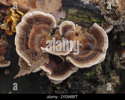 Nahaufnahme eines Pilzes auf einem moosigen Baumstamm im Wald, Reken, münsterland, deutschland Stockfoto