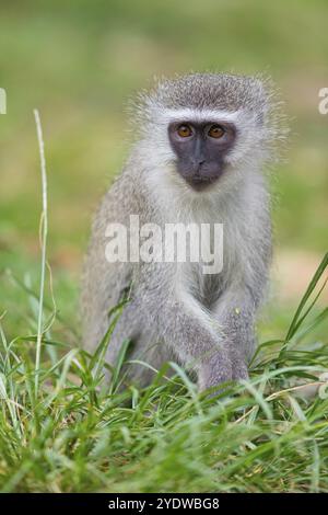 Vervet Affe, (Chloroebus pygerythrus), Vervet Affe, Affen, Primaten, Primaten, Familie von Eisaffen, mmerkatzen, iSimangaliso Wetland Stockfoto