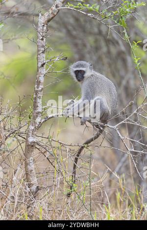 Vervet Affe, (Chloroebus pygerythrus), Vervet Affe, Affen, Primaten, Primaten, Familie der Eisaffen, mmerkatzen, Mkuze Game Reserve, Stockfoto