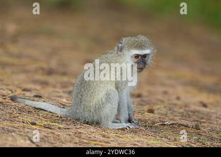 Vervet Affe, (Chloroebus pygerythrus), Vervet Affe, Affen, Primaten, Primaten, Familie von Eisaffen, mmerkatzen, iSimangaliso Wetland Stockfoto